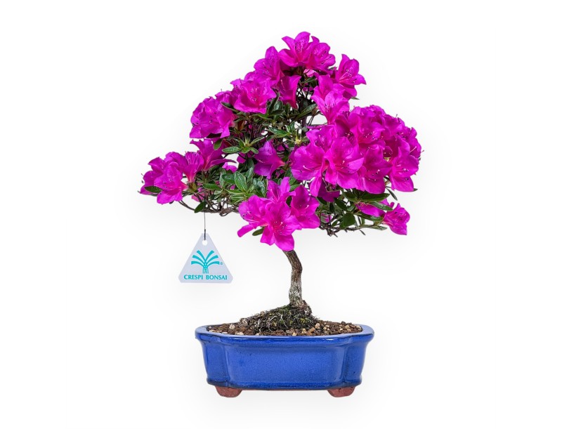 Bonsaï de Azalée de 30 cm | Pot à nuage bleu