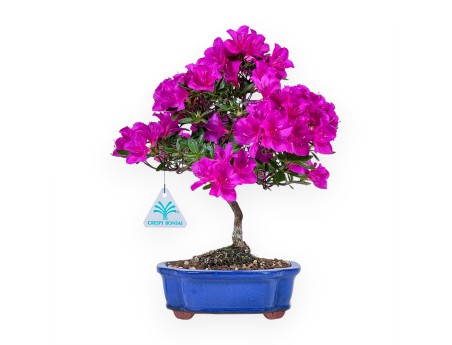 Bonsái de azalea de 30 cm | Maceta nube azul