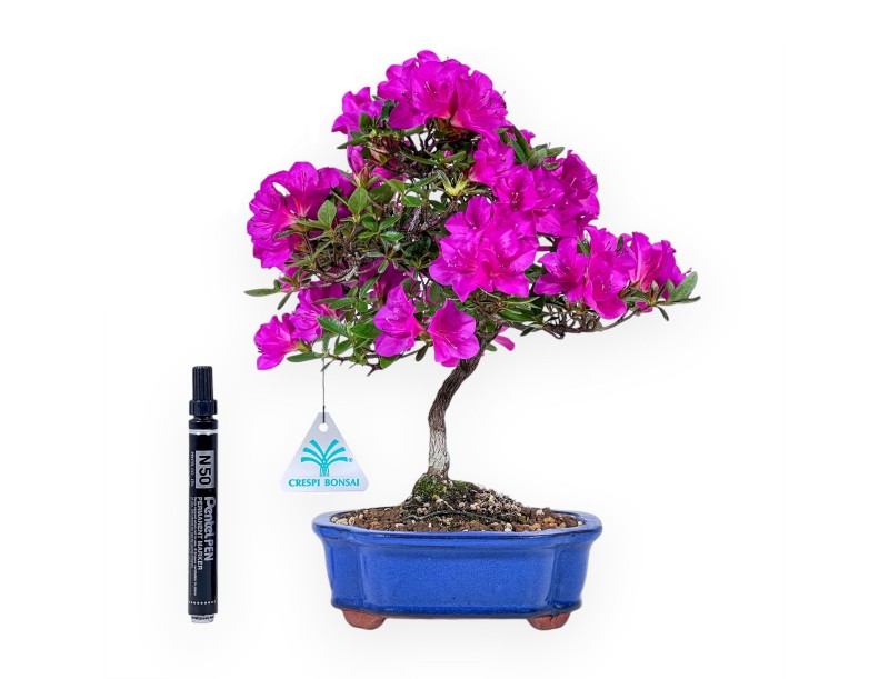Bonsaï de Azalée de 30 cm | Pot à nuage bleu