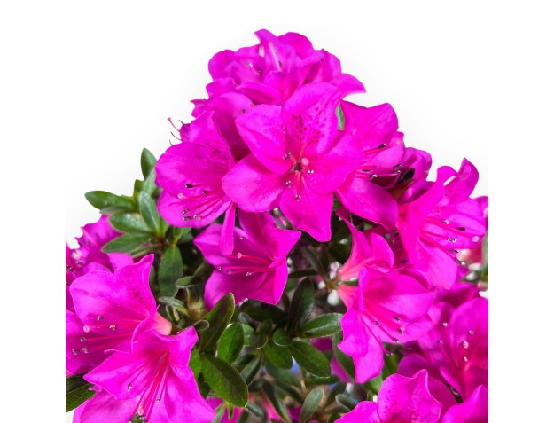 Bonsái de azalea de 30 cm | Maceta nube azul 2