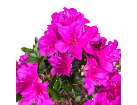 Bonsái de azalea de 30 cm | Maceta nube azul