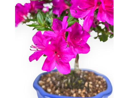 Bonsái de azalea de 30 cm | Maceta nube azul
