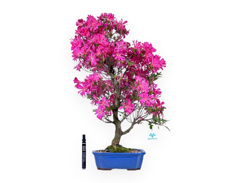 Bonsaï de Azalea de 61 cm | Pot rectangulaire bleu