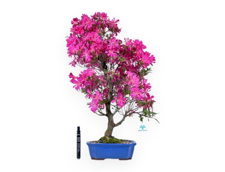 Azalea bonsai 61 cm | Rectangular blue pot