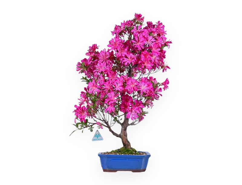 Bonsaï de Azalea de 61 cm | Pot rectangulaire bleu