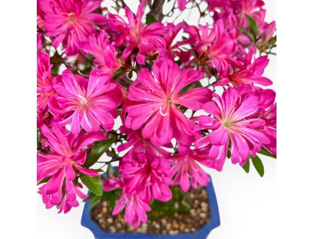 Azalea bonsai 61 cm | Rectangular blue pot
