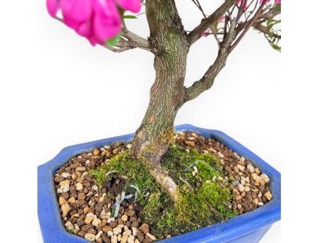 Bonsaï de Azalea de 61 cm | Pot rectangulaire bleu