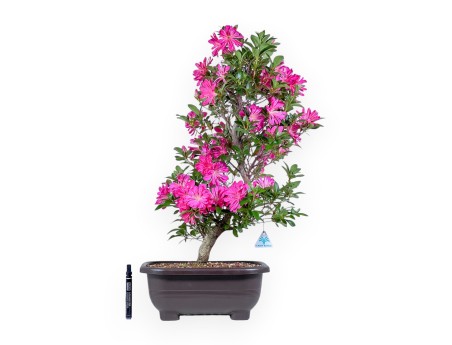 Bonsai von Azalee von 72 cm | Rechteckig braun Plastiktopf