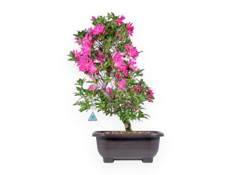 Bonsai van Azalea van 72 cm | Rechthoekig bruin plastic pot
