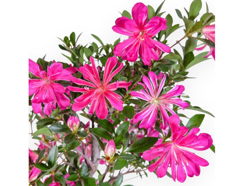 Bonsai van Azalea van 72 cm | Rechthoekig bruin plastic pot