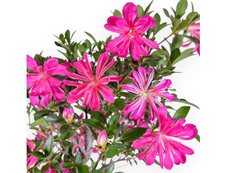 Bonsai van Azalea van 72 cm | Rechthoekig bruin plastic pot
