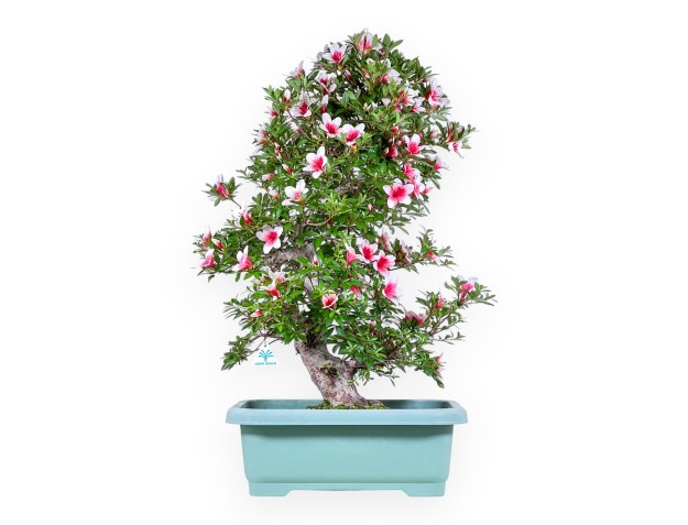 Bonsai von Azalee von 80 cm | Rechteckig grün Kunststoff topf