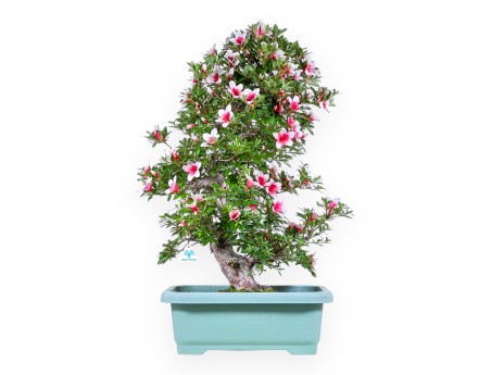 Bonsai von Azalee von 80 cm | Rechteckig grün Kunststoff topf