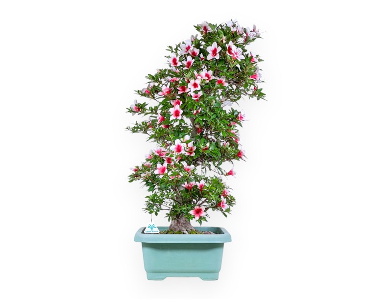 Bonsai van Azalea van 80 cm | rechthoekig groen plastic pot