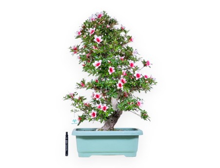 Bonsai van Azalea van 80 cm | rechthoekig groen plastic pot