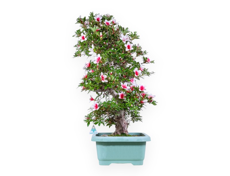 Bonsai von Azalee von 80 cm | Rechteckig grün Kunststoff topf