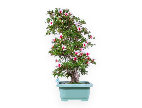 Bonsai von Azalee von 80 cm | Rechteckig grün Kunststoff topf