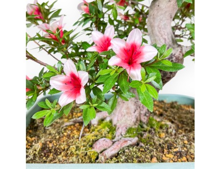 Bonsai van Azalea van 80 cm | rechthoekig groen plastic pot