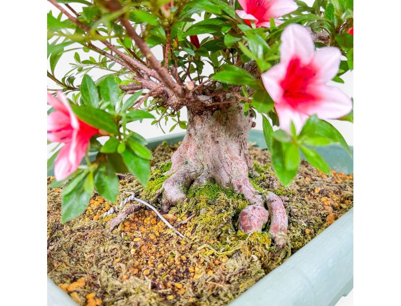 Bonsai van Azalea van 80 cm | rechthoekig groen plastic pot