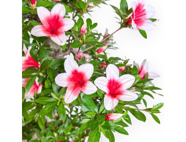 Bonsai van Azalea van 80 cm | rechthoekig groen plastic pot 2