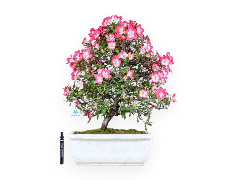 Bonsai van Azalea van 60 cm | Rechthoekig witte polystyreen pot