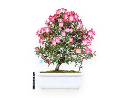 Bonsai von Azalee von 60 cm | Rechteckig weiße Styropor topf