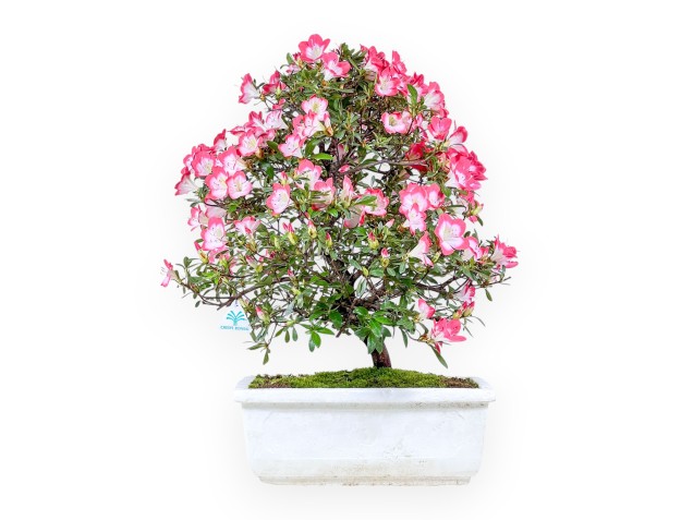 Bonsái de Azalea de 60 cm | Maceta rectangular de poliestireno blanco