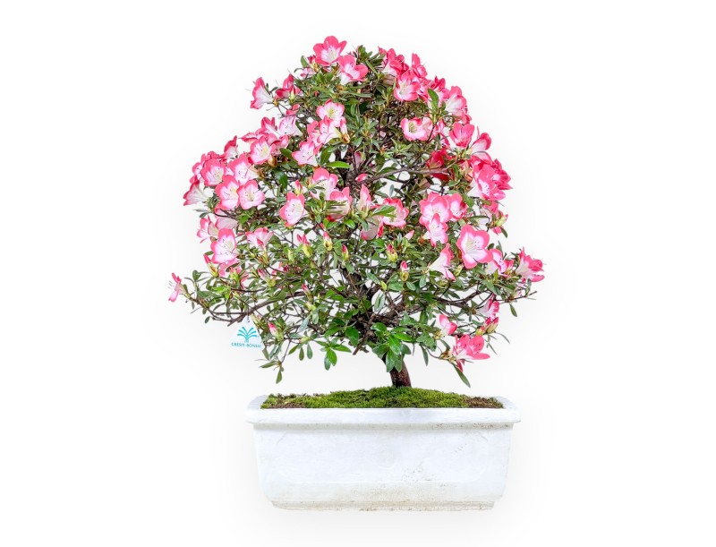 Bonsai van Azalea van 60 cm | Rechthoekig witte polystyreen pot