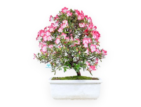 Bonsai van Azalea van 60 cm | Rechthoekig witte polystyreen pot