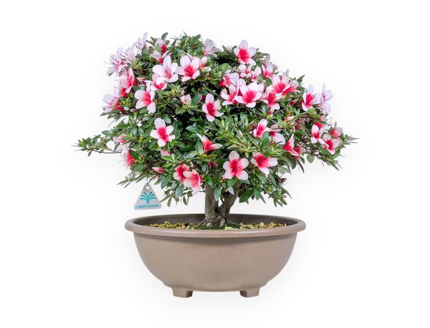 Bonsaï d'azalée de 42 cm | Pot rond en plastique marron
