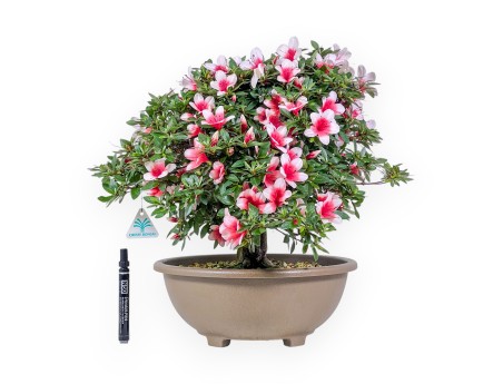 42 cm großer Azaleen-Bonsai | Runder, brauner Kunststofftopf