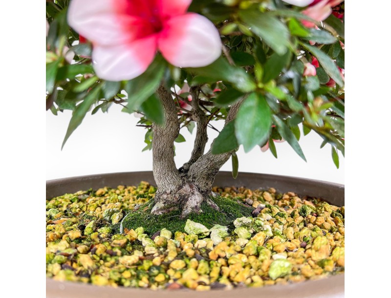 Azalea-bonsai van 42 cm | Ronde pot van bruin kunststof