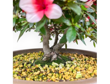 Azalea-bonsai van 42 cm | Ronde pot van bruin kunststof