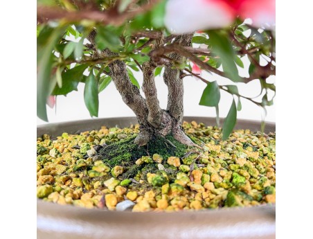 Azalea-bonsai van 42 cm | Ronde pot van bruin kunststof