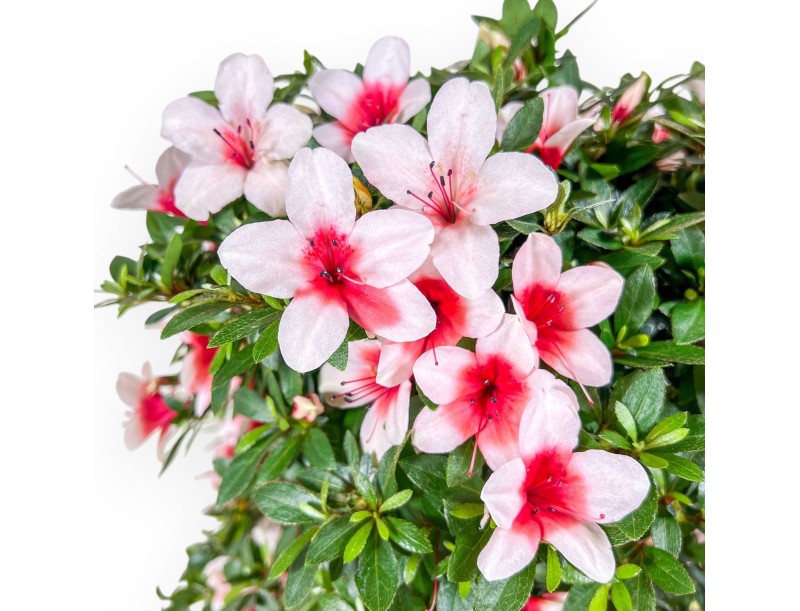 Azalea-bonsai van 42 cm | Ronde pot van bruin kunststof
