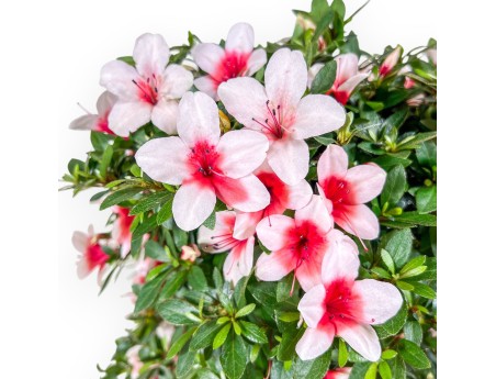 Azalea-bonsai van 42 cm | Ronde pot van bruin kunststof