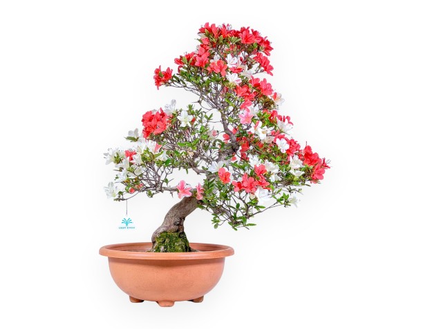 Bonsái de azalea de 70 cm | Maceta redonda de plástico marrón