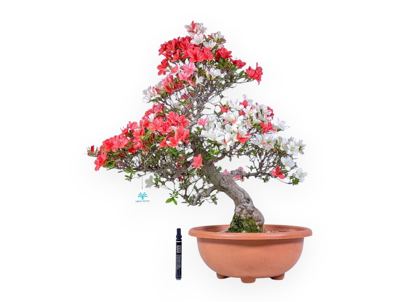Bonsaï d'azalée de 70 cm | Pot rond en plastique marron