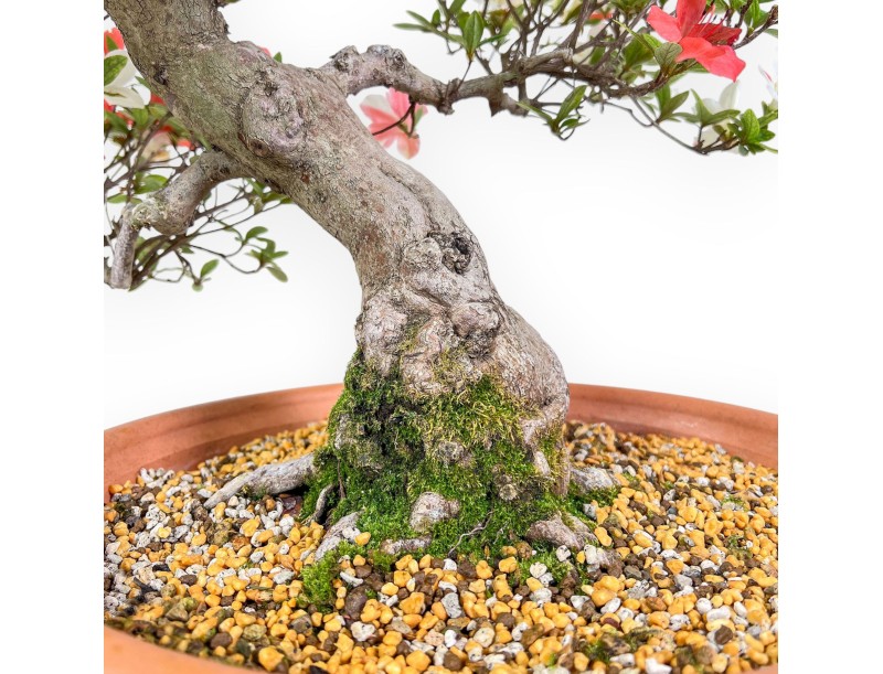 Bonsái de azalea de 70 cm | Maceta redonda de plástico marrón