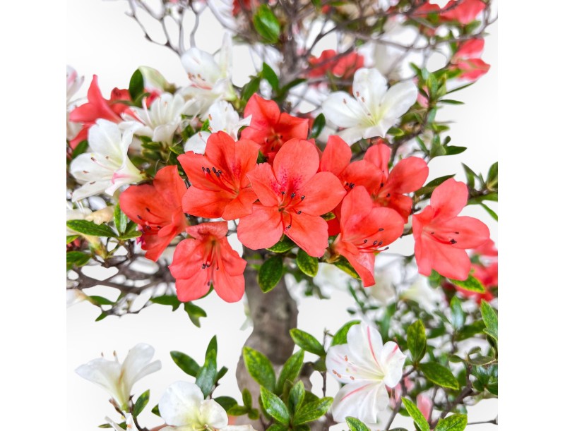 Bonsái de azalea de 70 cm | Maceta redonda de plástico marrón