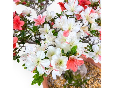 Bonsái de azalea de 70 cm | Maceta redonda de plástico marrón