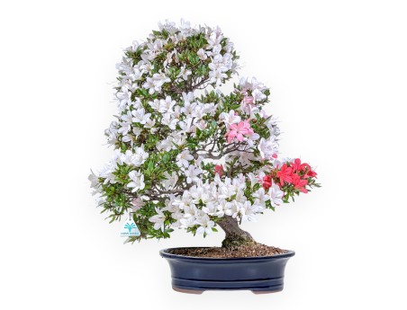 Azalea-bonsai van 61 cm | Blauwe ovale pot