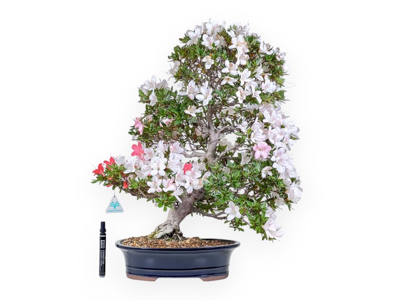 61 cm hoher Azaleen-Bonsai | Blauer ovaler Topf