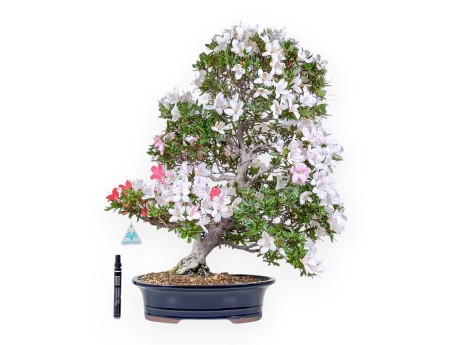 Azalea-bonsai van 61 cm | Blauwe ovale pot