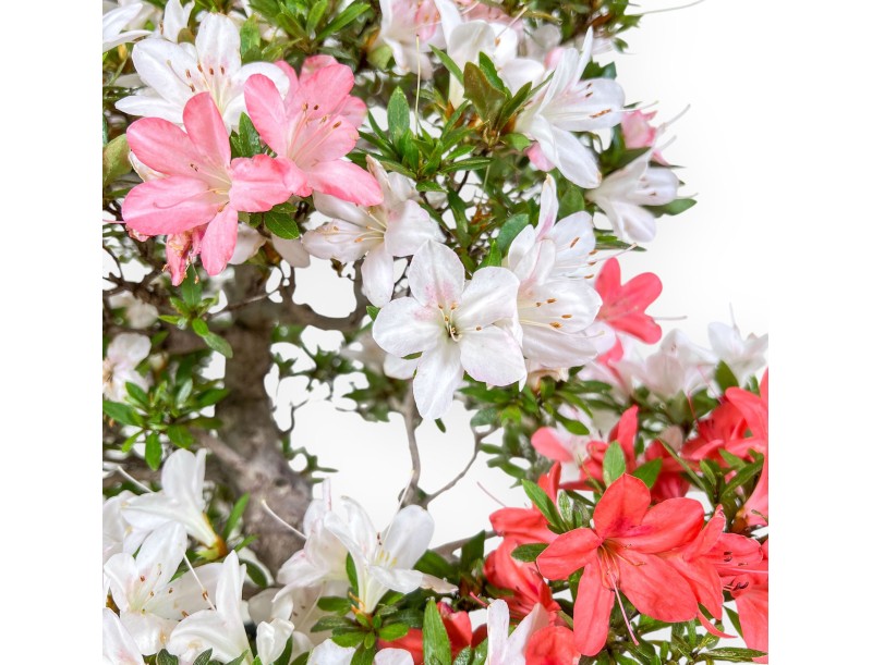 Azalea-bonsai van 61 cm | Blauwe ovale pot