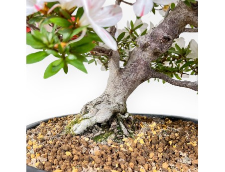 Azalea-bonsai van 61 cm | Blauwe ovale pot