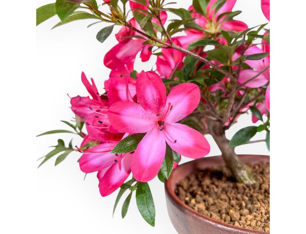31 cm großer Azaleen-Bonsai | Runder Pflanztopf 2