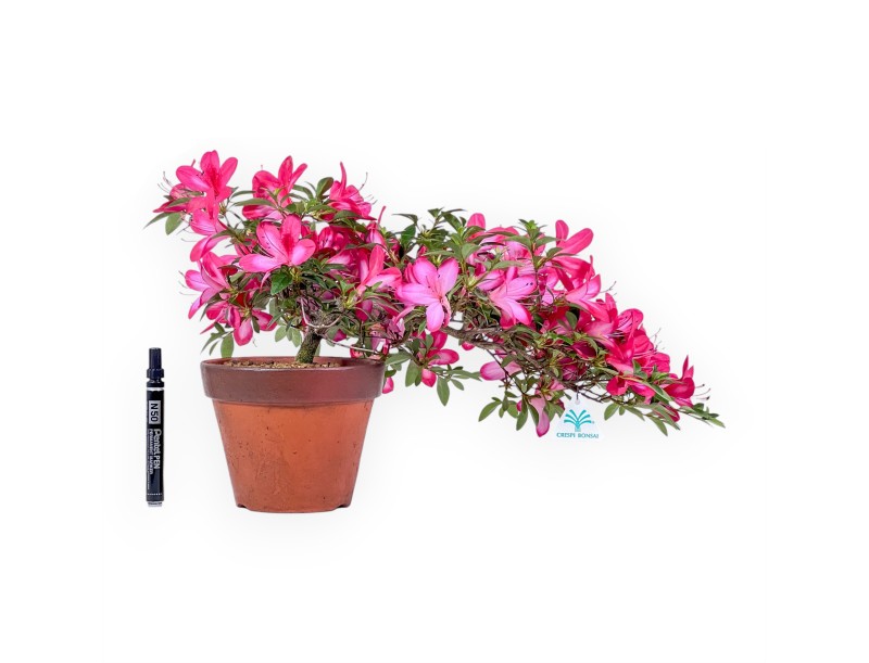 Azalea-bonsai van 31 cm | Ronde kweekpot