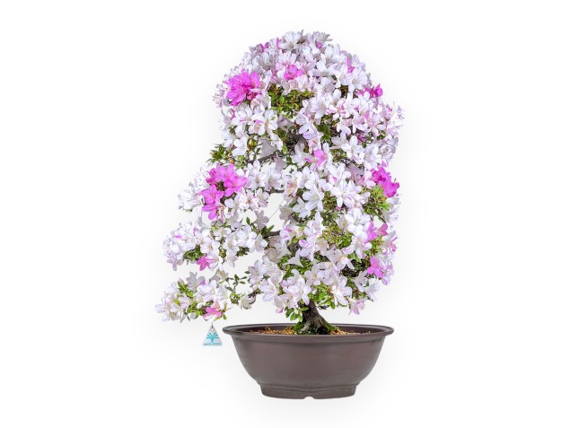 77 cm hoher Azaleen-Bonsai | Runder Steingut-Topf
