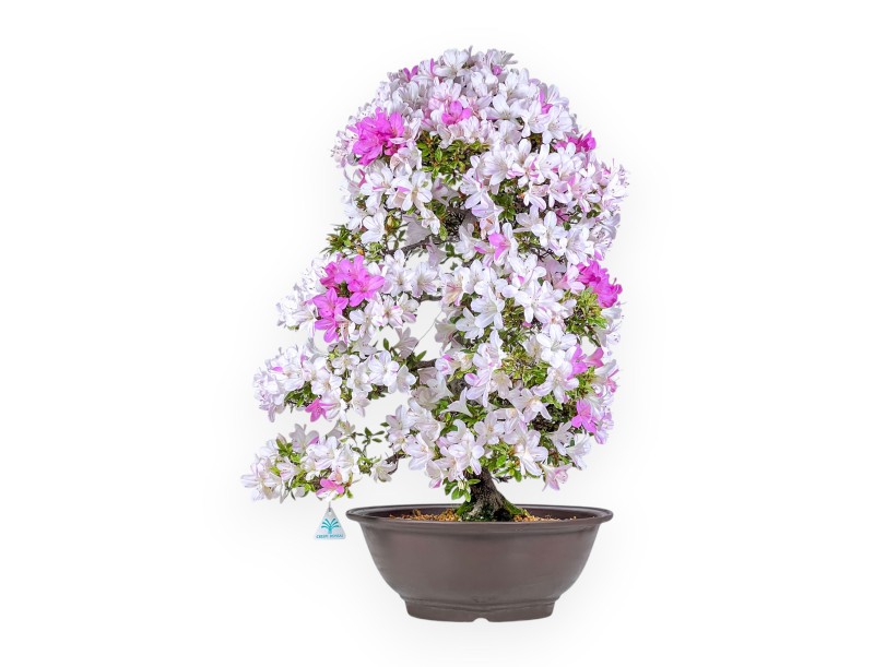 Azalea-bonsai van 77 cm | Ronde pot van steengoed